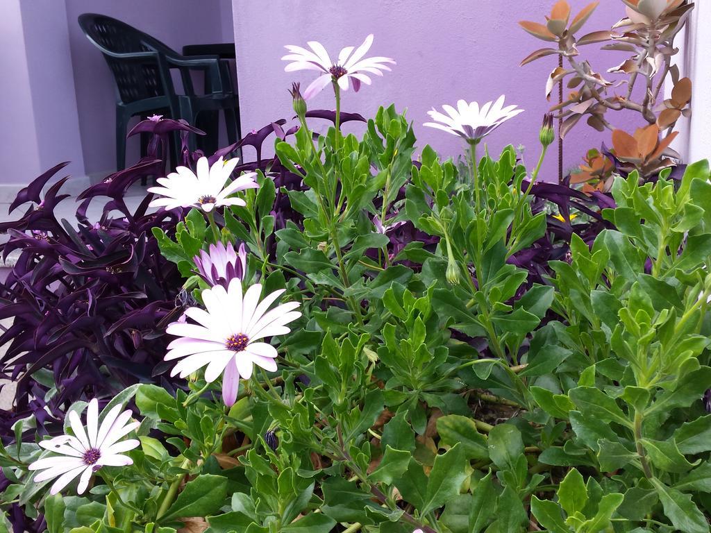 Casa Purple Apartment กาลาโกโนเน ภายนอก รูปภาพ